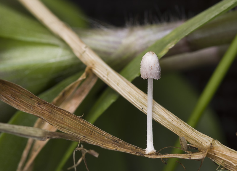 Coprinopsis phaeospora